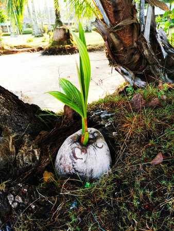 New green shoots coming from a coconut washed up on a tropical beachの写真素材