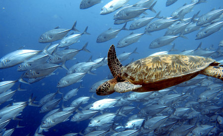 Close by turtle with big eye trevally swimming in the ocean background