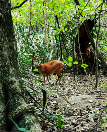 Pretty deer deep in the wilds of the Brazilian Pantanalの写真素材