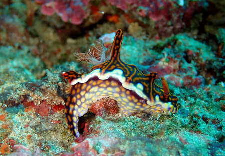 Stunning colours and patterns displayed in natureの写真素材