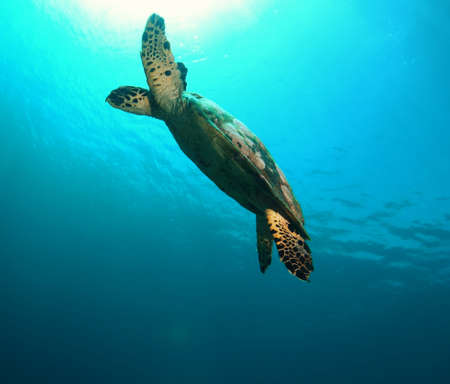 Stunning shot of a turtle swimming for the surface, Komodo national park, Indonesiaの写真素材