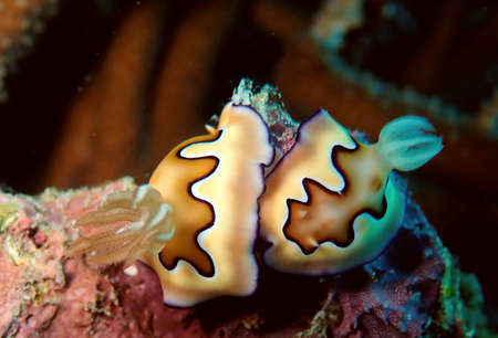 Mating nudibranches on the reefs of Indonesiaの写真素材