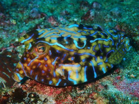 Pretty well camouflaged reef fish doing its best to hideの写真素材