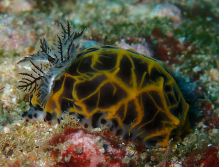 Strikingly coloured sea slug with large gills, Tofo beach, Mozambiqueの写真素材
