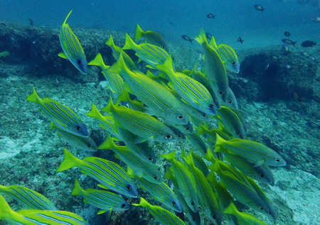 School of beautiful yellow and blue reef fishの写真素材