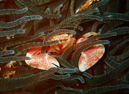 Pretty orange spotted crustacean hiding ab anemoneの写真素材