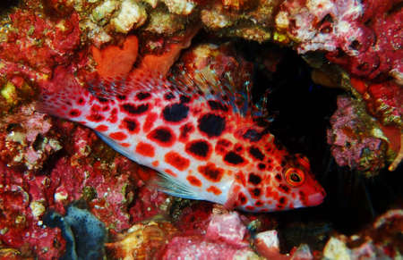 Pink and red hawkfish resting on the reefの写真素材
