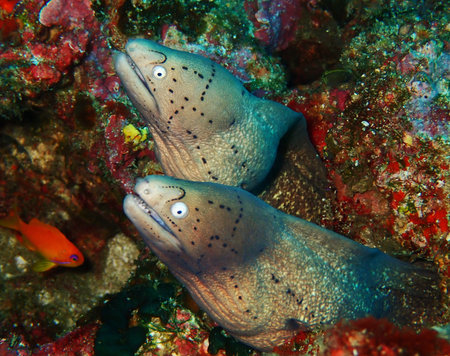 Two geometric morays working in tandem
