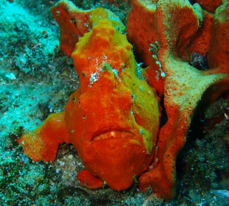 Brightly coloured frog fish camouflaging beside the coralの写真素材