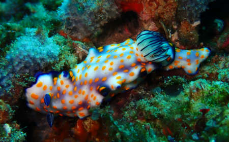 Amazing colours on fast moving nudiの写真素材