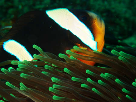 Pretty clown fish hiding behind green tipped anemonesの写真素材