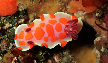 Stunning photo of nudibranch on the reefs of New Zealandの写真素材