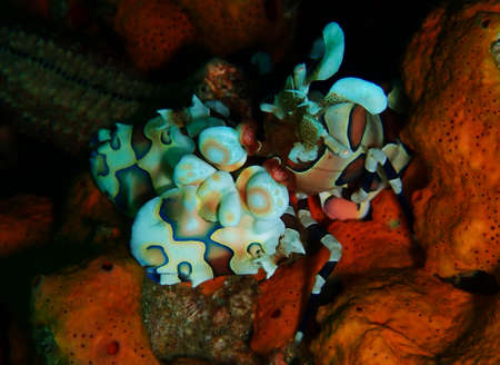 Beautiful harlequin shrimp chewing on a starfishの写真素材