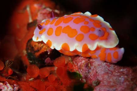 Orange and white spotted nudibranch with retracted gillsの写真素材