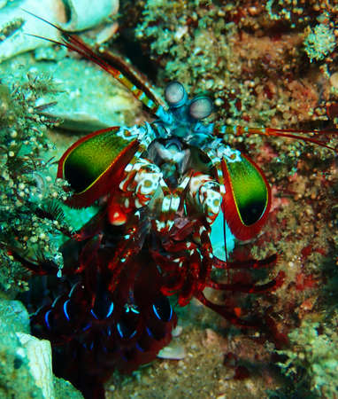 Brightly coloured crustacean on the reefs on Tofo, Mozambiqueの写真素材