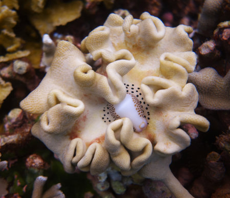 Pretty hard coral with invertebrate living insideの写真素材