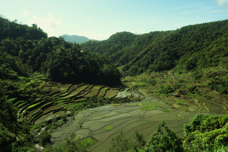 Beautiful rice terrace scene around Banaue, northern Luzonの写真素材