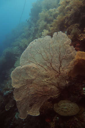 Massive coral filter feeding in the currents off Cabilao island, Philippinesの写真素材