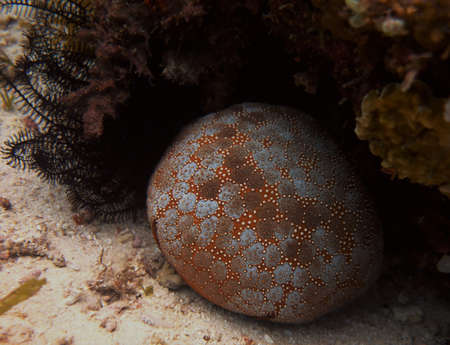 Beautiful sea urchin on the sea floor around Cabilao Philippinesの写真素材
