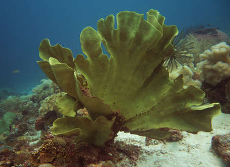 Giant green frog fish camouflaged in the massive coralの写真素材