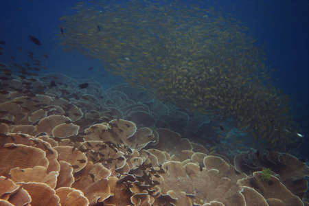 Huge shoal of reef fish swimming over the coralの写真素材