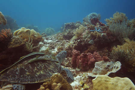 Large turtle chilling on the reefs of Cabilao, Philippinesの写真素材