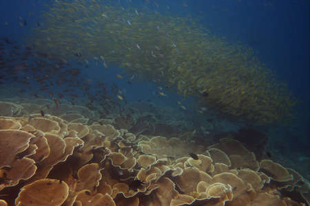 Pretty coral reef wit large schools of reef fish circling aboveの写真素材