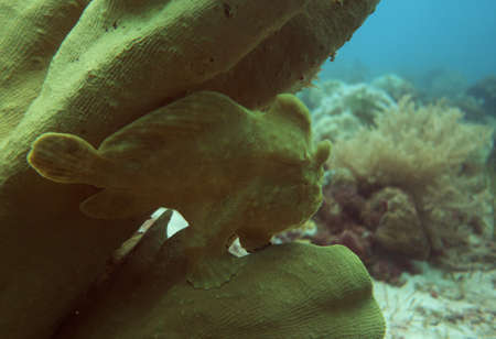 Camouflaged angler fish patiently waiting to strikeの写真素材