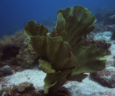 Giant frog fish hiding amongst the coral reefの写真素材