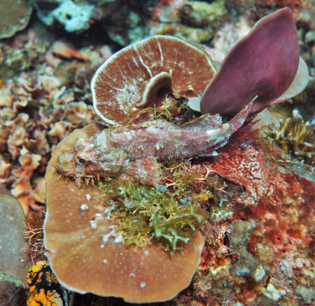 Natural coloured scorpion fish hiding in the coral reefs of El Nido, Philippinesの写真素材