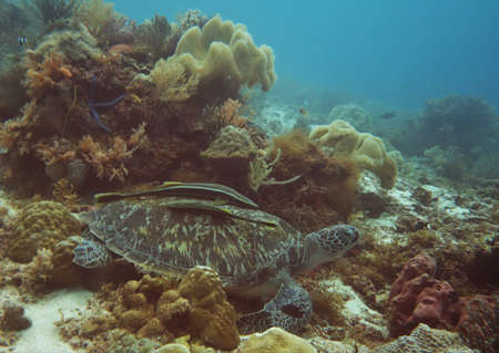 Green turtle resting on the coral reefs around Cabilao, Philippinesの写真素材