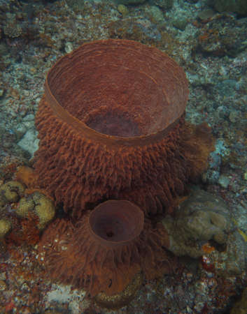 Two barrel sponges of different sizes on the reefs of Asiaの写真素材