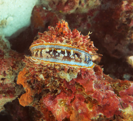 Wide open clam filter feeding surrounded by colorful coralの写真素材