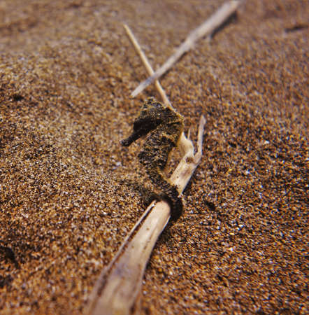 Pretty seahorse clinging to palm fronds on the sea floorの写真素材