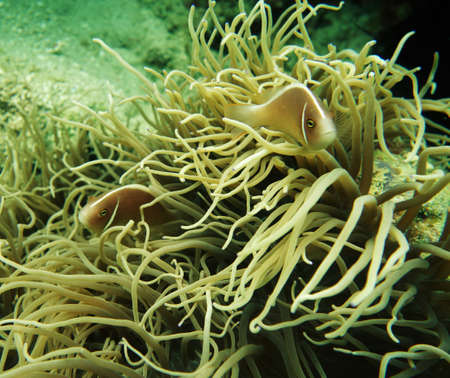 Anemone tentacles blowing around its occupantsの写真素材