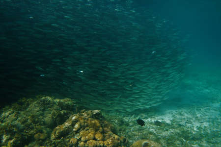 Huge shoal of sardines in the shallows of Moalboal, Philippinesの写真素材