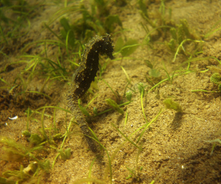 Stunning seahorse moving in the currentsの写真素材