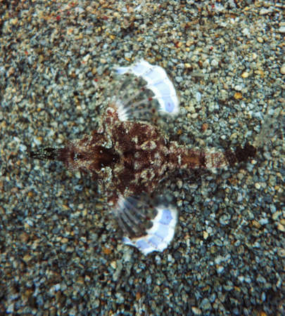 Sea moth with wings spread gliding over the sea floorの写真素材