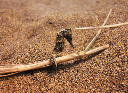 Pretty seahorse clinging onto debrisの写真素材