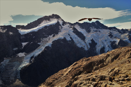 Mountain peaks, glaciers and an alpine Kea parrot flying highの写真素材