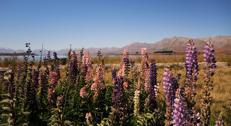 Beautiful lupins around the foreshore of lake Pukakiの写真素材