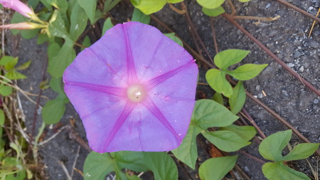 Flowerの写真素材