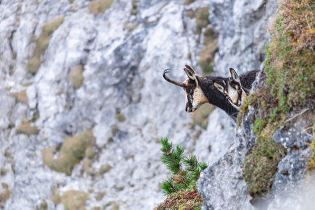 Two brown mountain goats are constantly behind a rock in the austrian alps on a cloudy day. The mother goat looks straight ahead, the curious baby goat looks directly at the photorapher.の写真素材