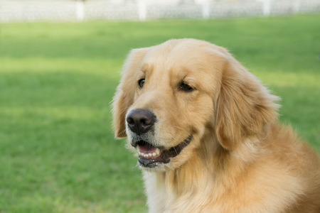 Green grass in the Park dogの写真素材