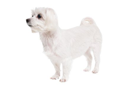 Maltese studio shotの写真素材