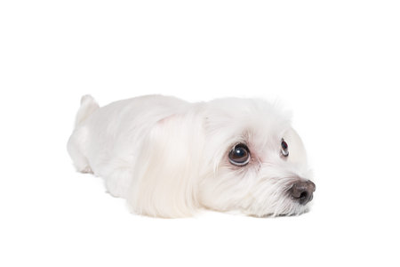 Maltese studio shot