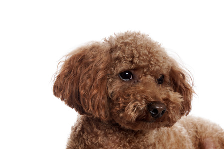 Pretty Poodle in front of white Backgroundの写真素材
