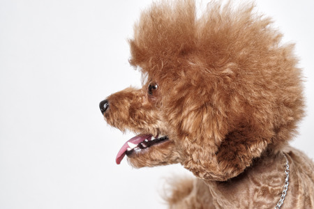 Red Poodle puppy sits on a white backgroundの写真素材