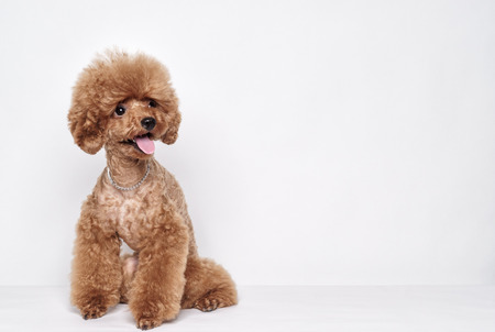 Red Poodle puppy sits on a white backgroundの写真素材
