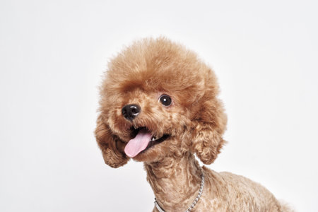 Red Poodle puppy sits on a white background
